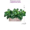Искусственное растение Фитопарк Пеперомия зеленая в кашпо 25 см