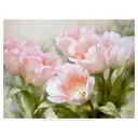 Постер Русская коллекция "Розовые тюльпаны" 64x84 см