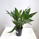 Аглаонема Сан Ремо ø12 h38 см