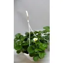 Земляника ø21 h40 см