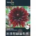 Георгина «Блэк Визард I»