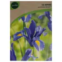 Ирис Geolia «Sapphire Beauty», 6х7 см