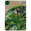 Хоста Geolia «Honeybells»