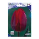Тюльпан Питсбург 12/+ (5/20)