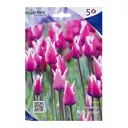 Тюльпан Клаудиа 12/+ (5/20)