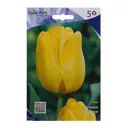 Тюльпан Яап грот 12/+ (5/20)