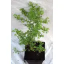 Лапчатка, 12х20 см