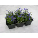 Лобелия в кассете, 10 шт.