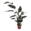 Калатея микс 19х90 см