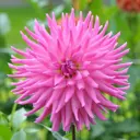 Георгины Geolia «Pink cactus II»