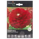 Георгина «Коразон»