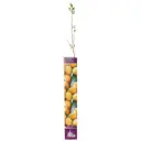 Абрикос «Академик» (в тубе)