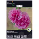 Мальва Эппл Блоссом I, 1 шт