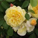 Роза флорибунда «Голден Делайт»