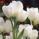 Тюльпан «Вейсе Берлинер» 12