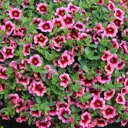 Калибрахоа