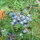 Можжевельник обыкновенный