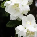 Чубушник «Лемуана Миннесота Сноуфлейк», в тубе