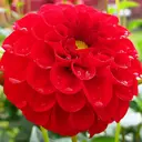 Георгина «Red II»