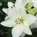 Лилия «Navonna», 12х14 см