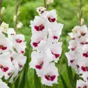 Гладиолус «Fiorentina», 10х12 см