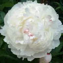 Пион «Shirley Temple I»