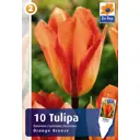 Тюльпан «Бриз» цвет оранжевый