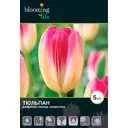 Тюльпан «Момотаро»