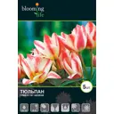 Тюльпан Сан Джордж 12/+, 5 шт