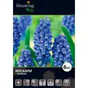 Мускари Суперстар 7/8, 6 шт