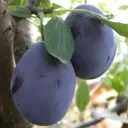 Слива «Стенлей», С5-С7, однолетняя