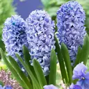 Гиацинт «Blue», 14х15 см