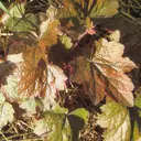 Гейхера Рейчел (Heuchera Rachel) I(1/16)