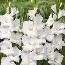 Гладиолус Уайт (White) 12/14 (10/16)