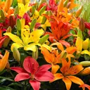 Лилия микс «BloomingLife»