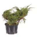 Можжевельник средний «Пфитцериана Глаука» С10/60