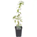 Дейция «Стравберри Филдс»