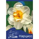 Нарцисс Флауэрдрифт 10/12, 3 шт.