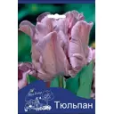 Тюльпан Блю Пэррот 10/11, 3 шт.