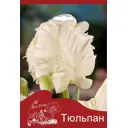 Тюльпан Уайт Пэррот 10/11, 3 шт.