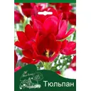 Тюльпан, Pед Жоржетт 10/11, 3 шт.