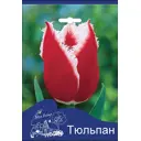 Тюльпан Канаста 10/11, 3 шт.