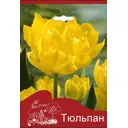 Тюльпан Монте Карло 10/11, 3шт.