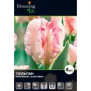 Тюльпан Сильвер Пэррот 12/+, 4 шт.