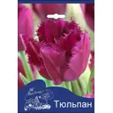 Тюльпан Керли Сью 11/12, 3 шт.
