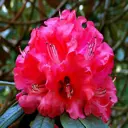 Рододендрон Америка Р9