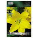 Лилия Малеско 14/16, 1 шт