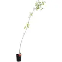 Абрикос С4 «Краснощёкий» h100-120