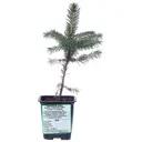 Хвойный микс Р9 h10