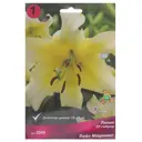 Лилия ОТ-гибрид «Лейт Морнинг», высота 50 см, 1 шт.